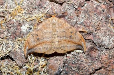 <i>Drepana curvatula</i>