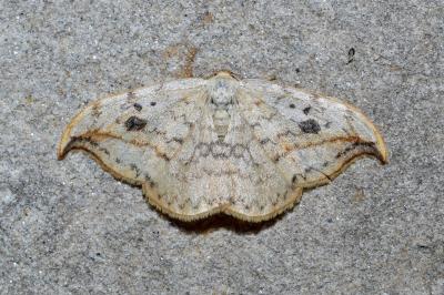 <i>Drepana falcataria</i>