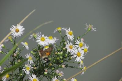 <i>Macroglossum stellatarum</i>