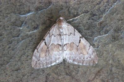 Pennithera ulicata