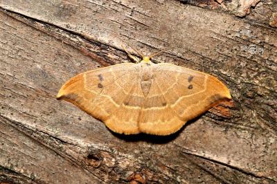 Watsonalla binaria