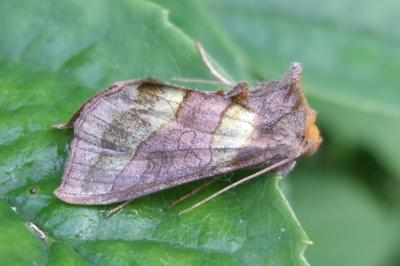 <i>Diachrysia chrysitis</i>