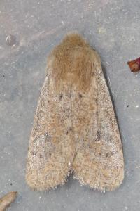 <i>Orthosia cruda</i>