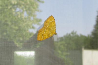 <i>Camptogramma bilineata</i>