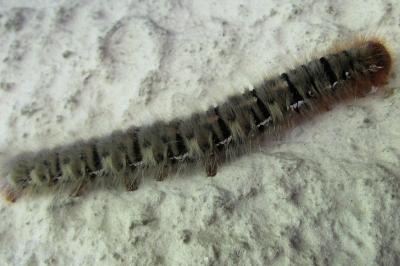 <i>Lasiocampa quercus quercus</i>