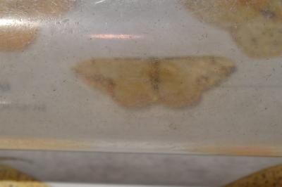 <i>Idaea ostrinaria</i>