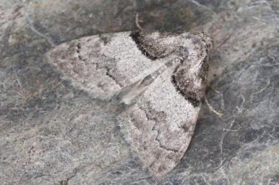 Nola cucullatella
