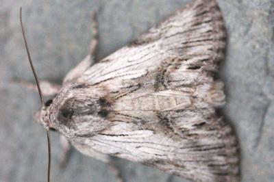 Calophasia platyptera