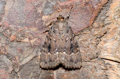 Amphipyra pyramidea