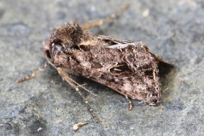 Ctenoplusia accentifera