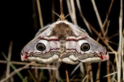 Saturnia pavonia