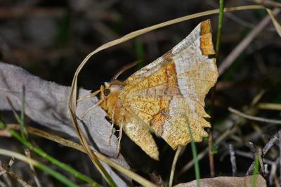 Selenia lunularia