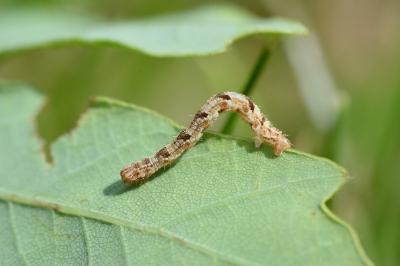 Eupithecia dodoneata