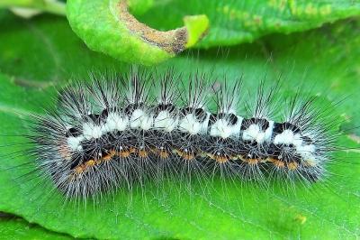 Acronicta euphorbiae