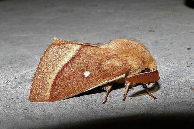 Lasiocampa trifolii trifolii