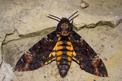 Acherontia atropos