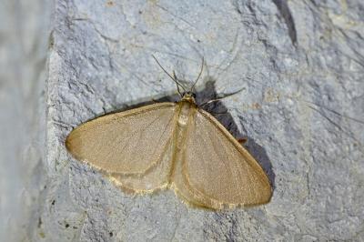 Minoa murinata