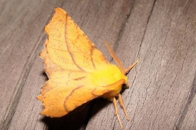 Ennomos alniaria