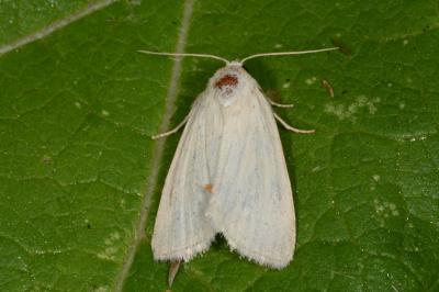 Photedes morrisii