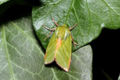 Pseudoips prasinanus