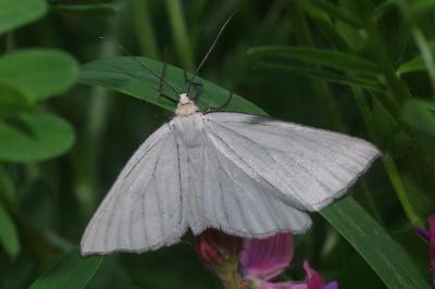 Siona lineata