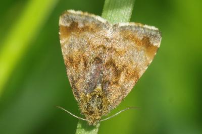 Panemeria tenebrata