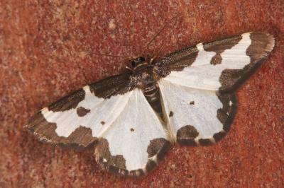 Lomaspilis marginata