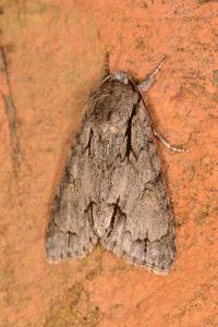 Acronicta