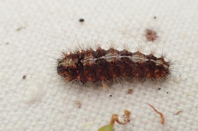 Nola cucullatella