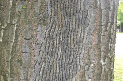 Thaumetopoea processionea