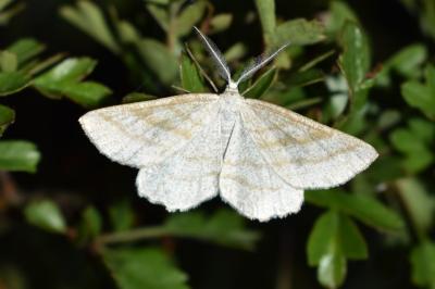 Perconia strigillaria