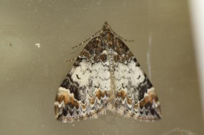 Dysstroma