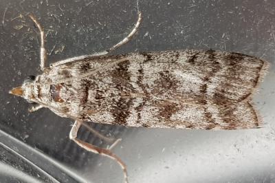 Dioryctria mendacella