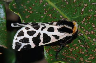 Cymbalophora pudica