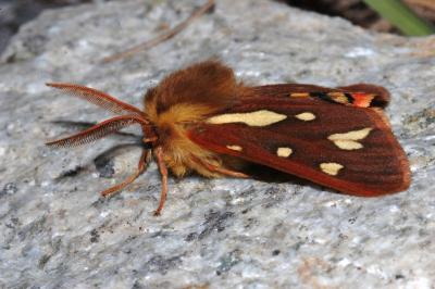 Arctia testudinaria
