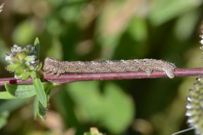 Alcis repandata