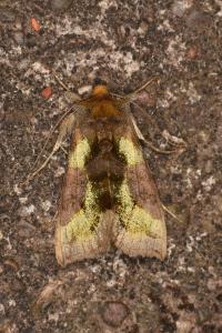 Diachrysia