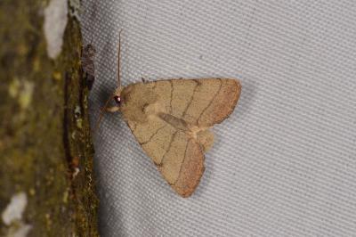 Charanyca trigrammica