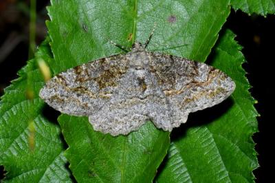 Alcis repandata