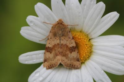 Heliothis viriplaca