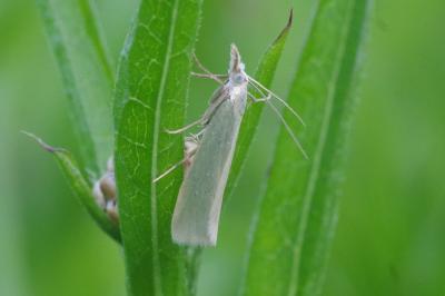 Crambus perlellus