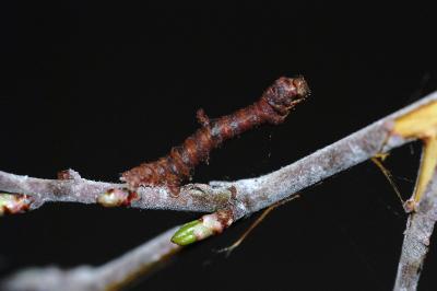 Opisthograptis luteolata