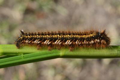 Euthrix potatoria