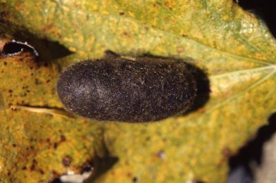 Lasiocampa quercus