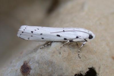 Myelois circumvoluta