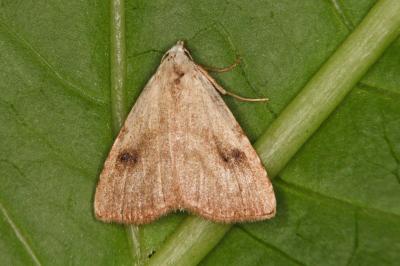 Rivula sericealis