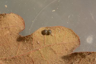 Catocala dilecta