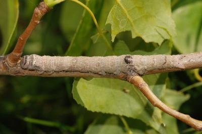 Catocala fraxini