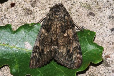 Catocala sponsa