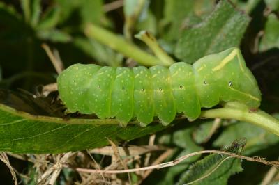 Amphipyra perflua